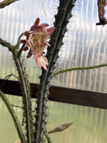 Cereus aethiops